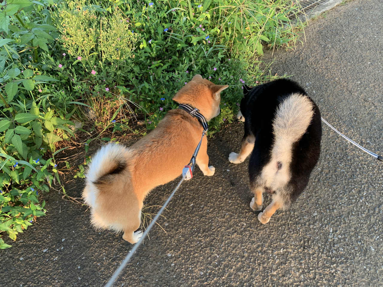 肉派魚派 Life With Ranran Lili