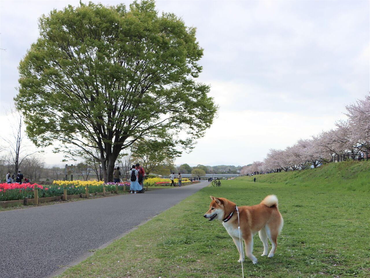多摩川中央公園 Life With Ranran Lili 多摩川中央公園 Life With Ranran Lili