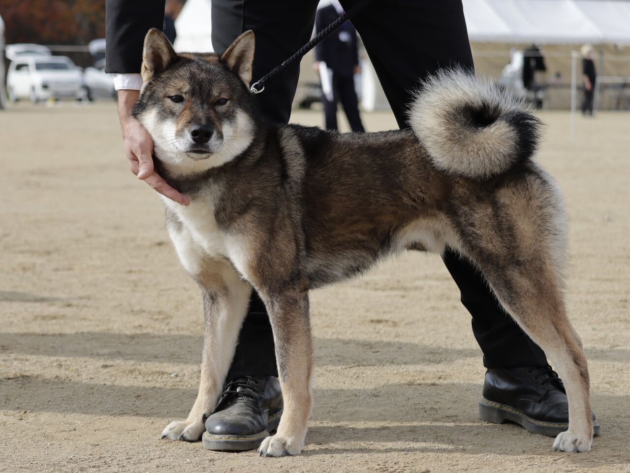 日本犬写真集 第4巻第5巻 第6巻 　日本犬保存会 全国 今回大幅値下げです。 1200px-Shiba_czarna.jpg