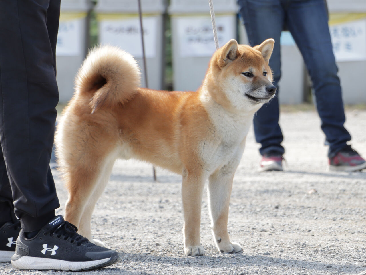 天然記念物日本犬 倉福荘 maxresdefault.jpg