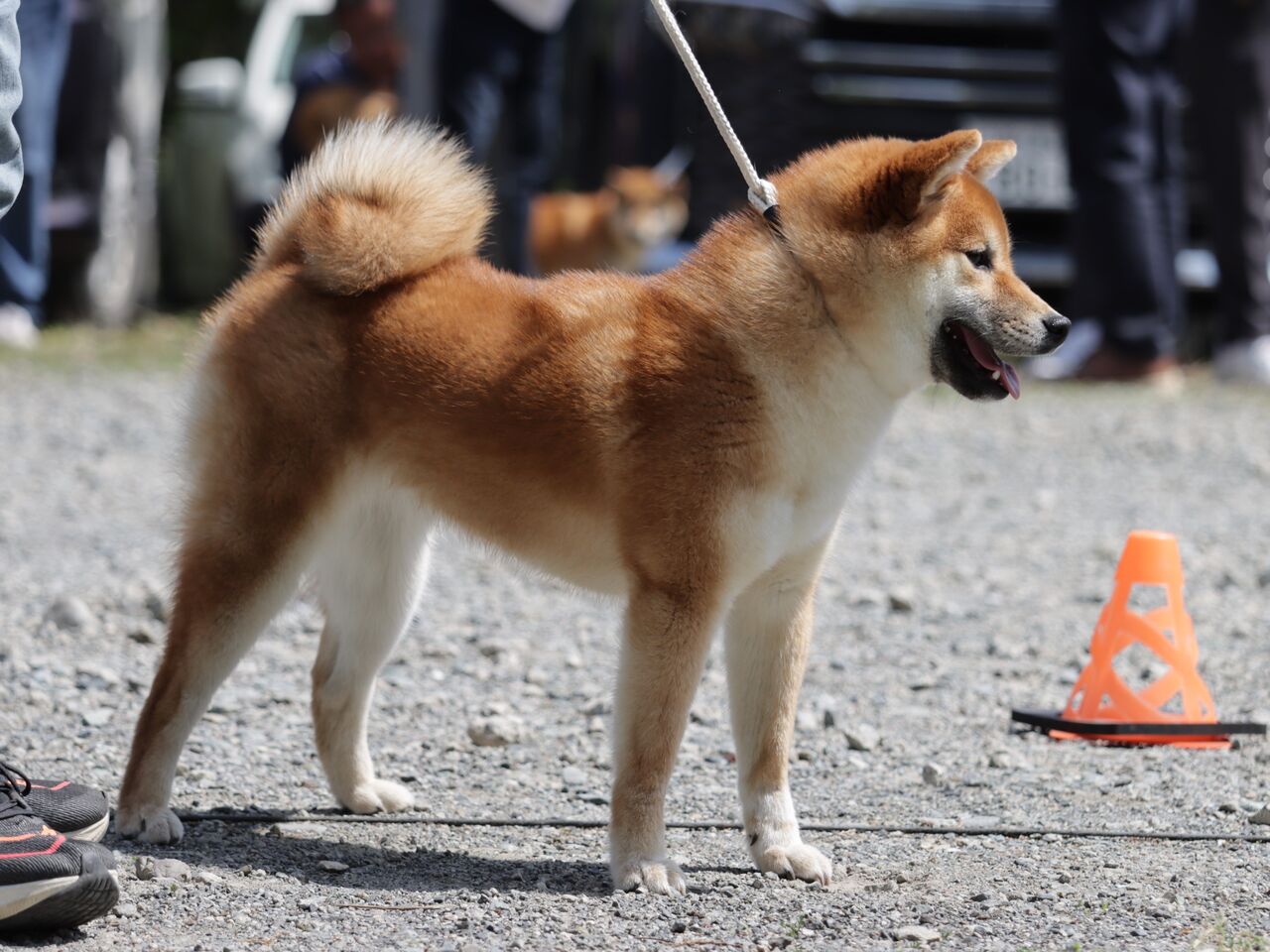 日本犬保存会展覧会 令和6年春季 関東連合展（神奈川） Vol.5 小型雌