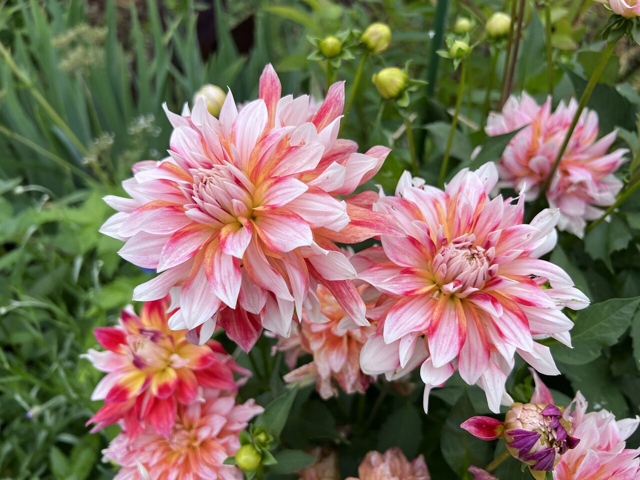 生活の木 薬香草園にて Life With Ranran Lili