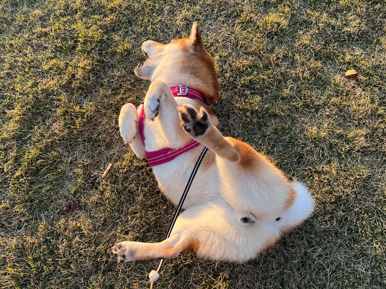 りりの里帰り21 Vol 5 モリコロパークと刈谷ハイウェイオアシス Life With Ranran Lili