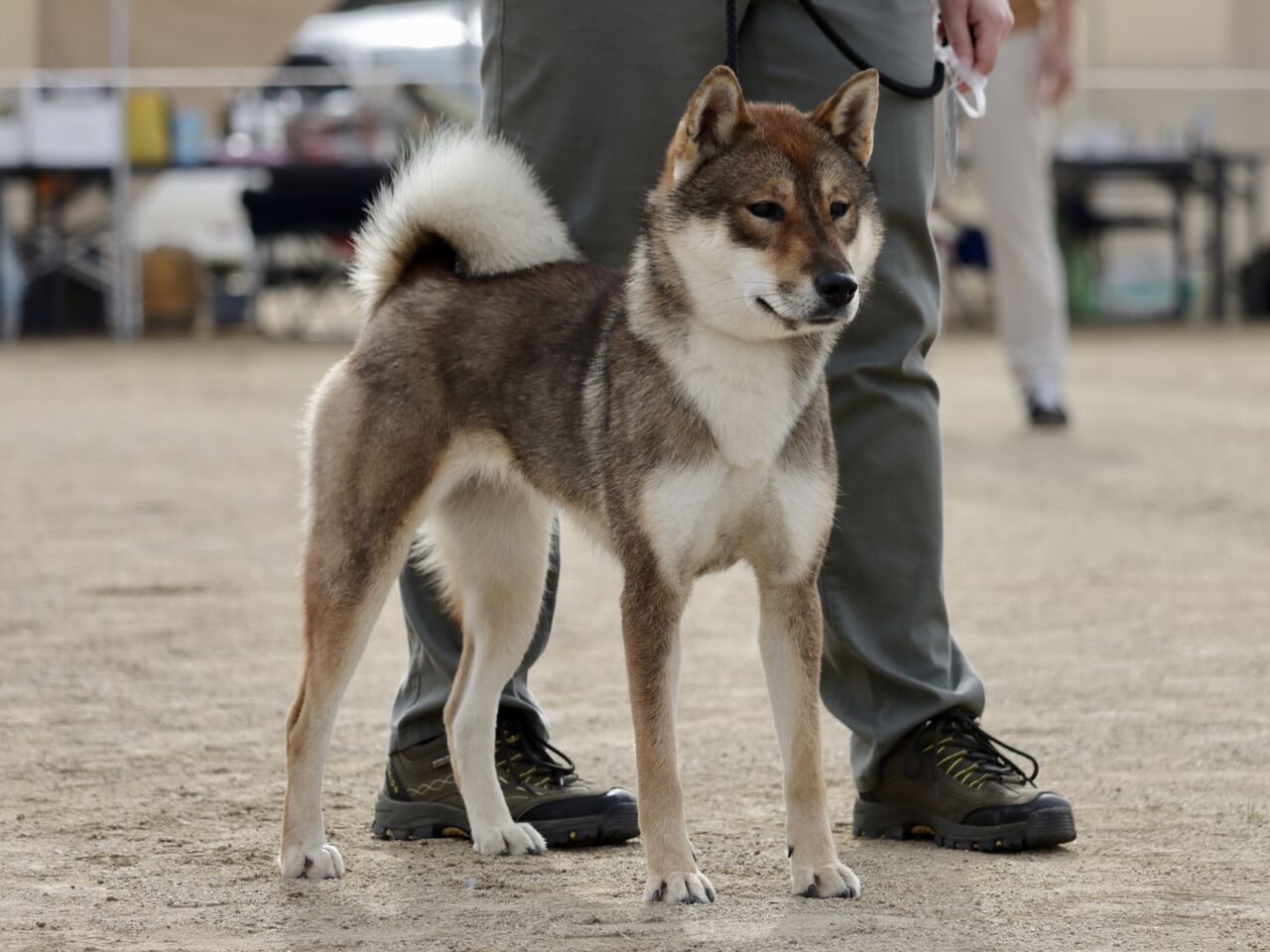 日本犬保存会展覧会 令和4年 全国展 Vol.2 四国犬雌 : life with