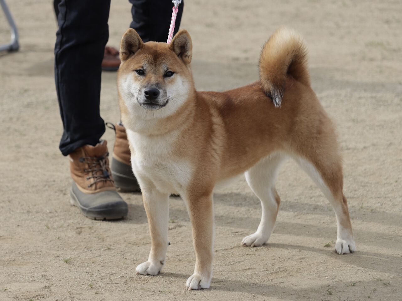 日本犬保存会展覧会 令和4年 全国展 Vol.4 柴犬雌 : life with 日本犬保存会展覧会 令和4年 全国展 Vol.4 柴犬雌 : life with