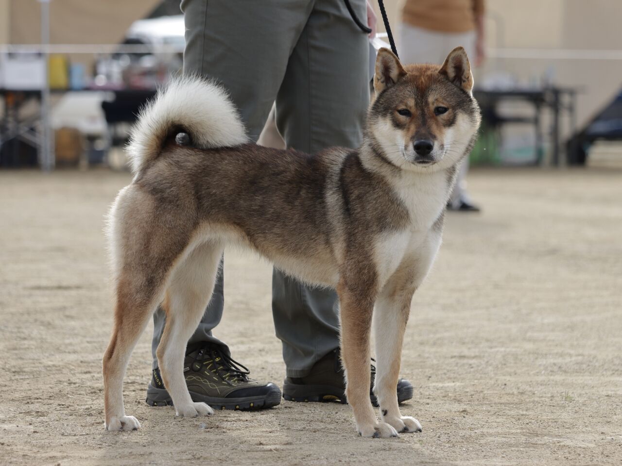 日本犬写真集 第4巻第5巻 第6巻 　日本犬保存会 全国 今回大幅値下げです。 日本犬 - Wikipedia
