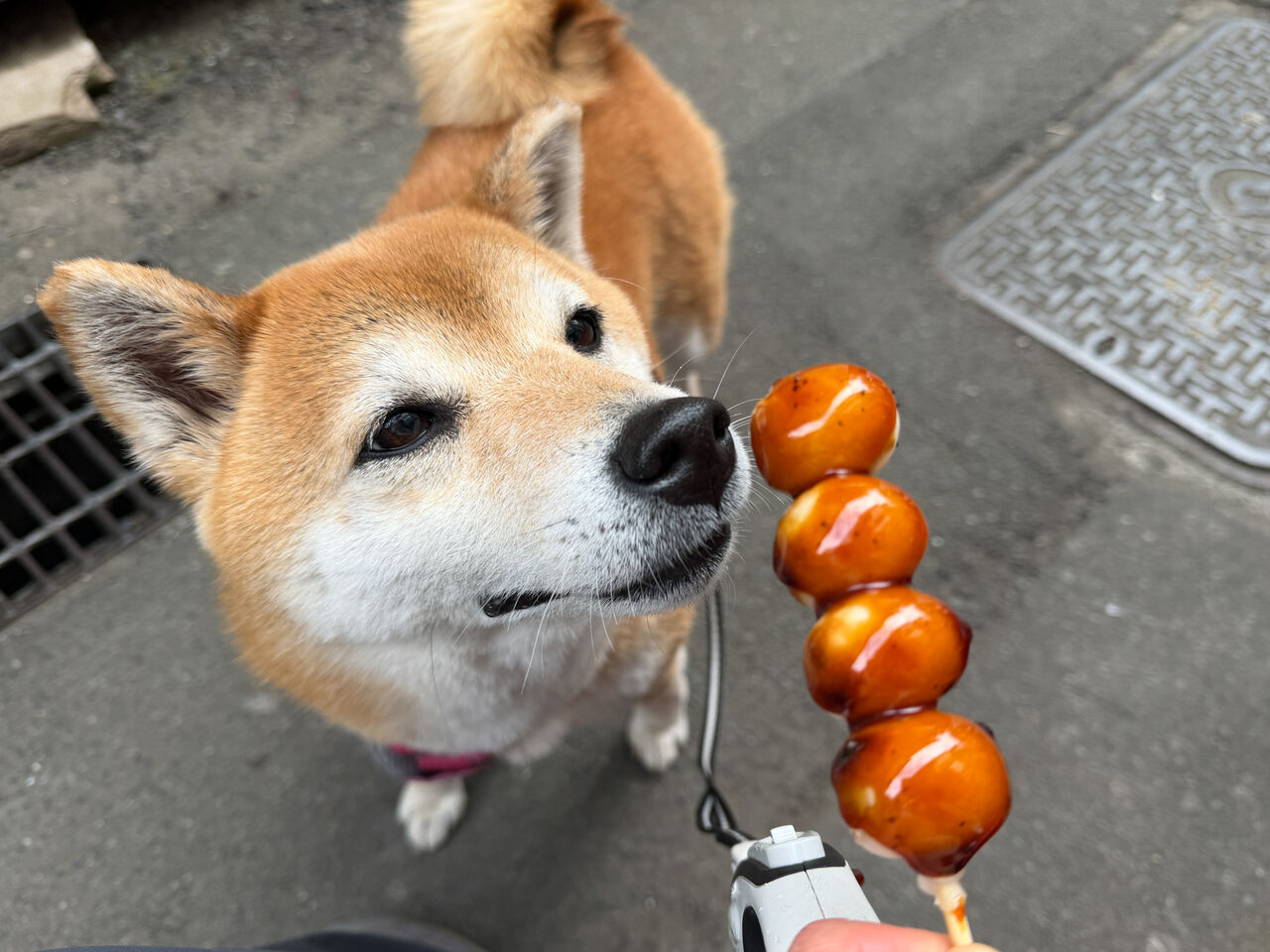 湘南散歩 Vol.1 江ノ島 : life with ranran & lili