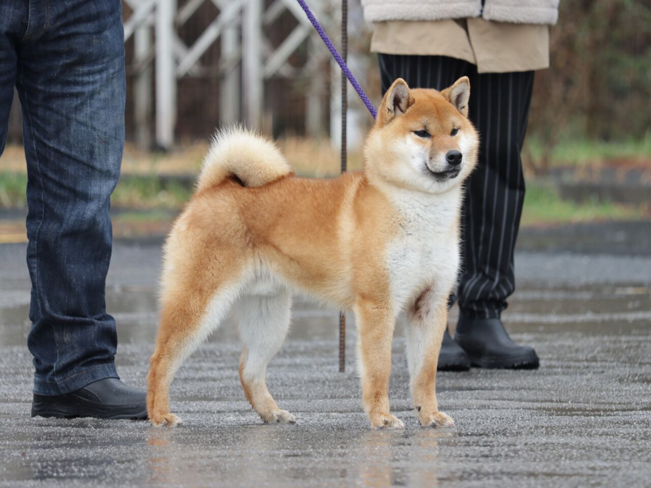 日本犬保存会展覧会 令和7年春季 三多摩支部展 Vol.5 小型雄・若一