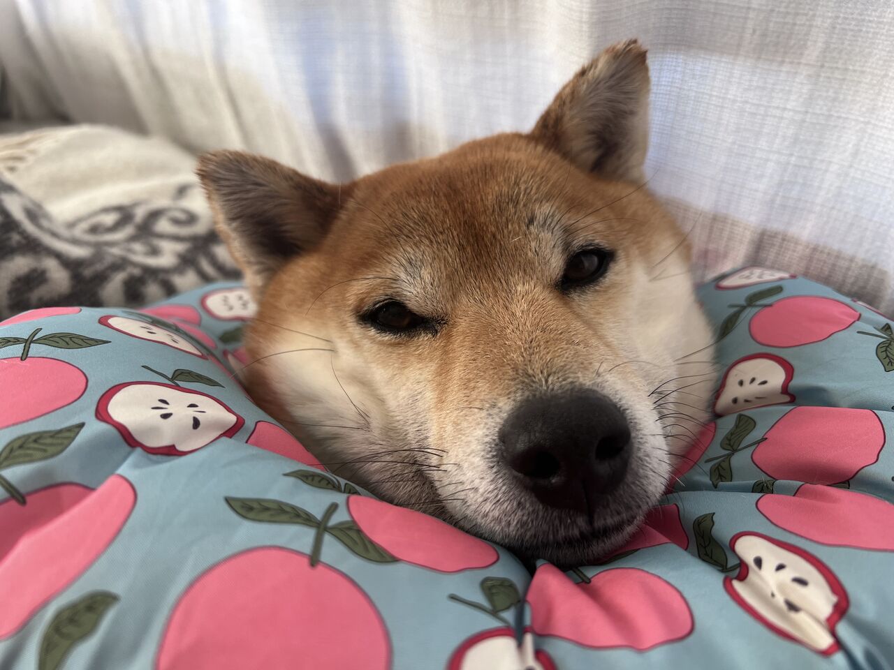 あくびを撮りたいのに Life With Ranran Lili