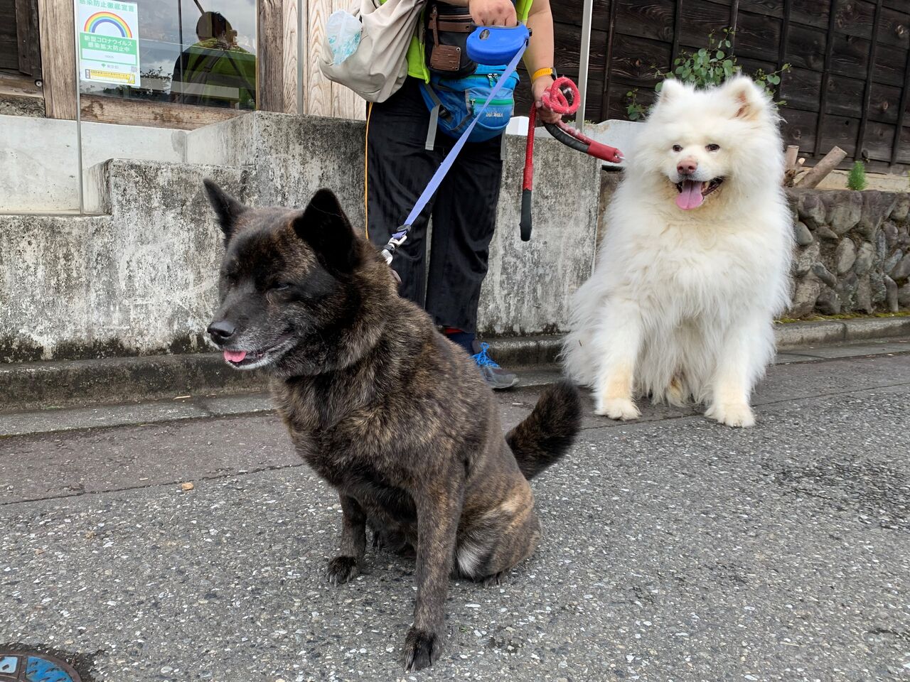 長毛秋田犬 Life With Ranran Lili