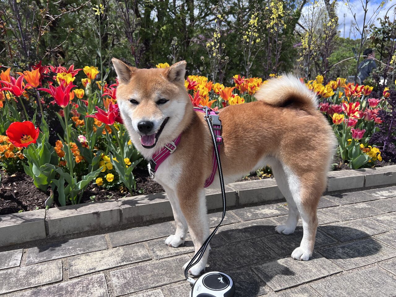 薬香草園と 山の新緑 Life With Ranran Lili 薬香草園と 山の新緑 Life With Ranran Lili