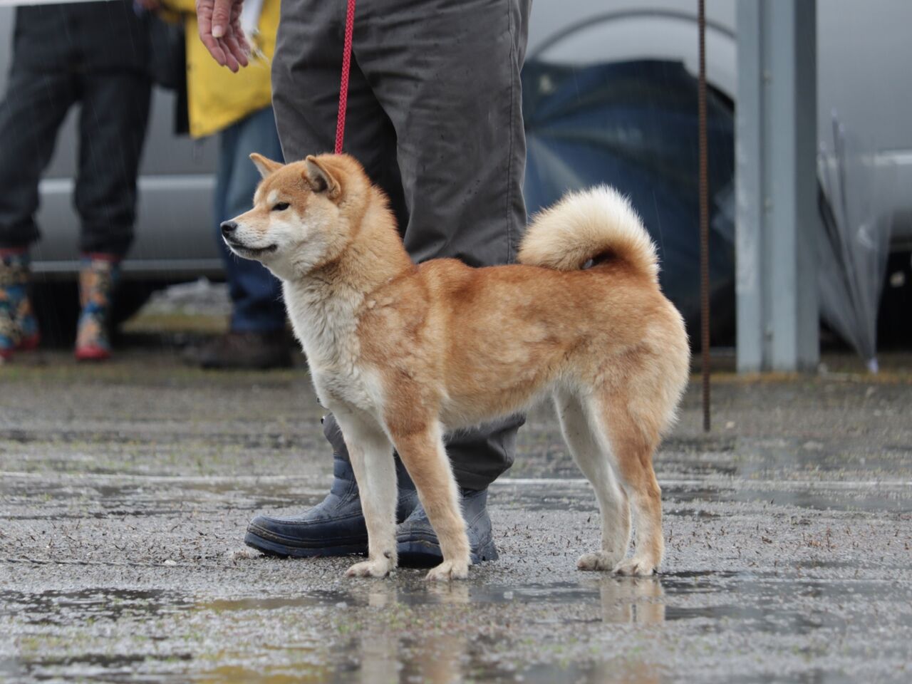 日本犬保存会展覧会 令和7年春季 三多摩支部展 Vol.8 小型雌・壮犬
