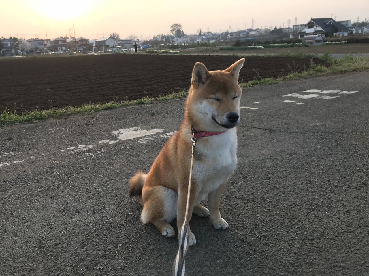 スロークッカーで鶏がらスープ Life With Ranran Lili