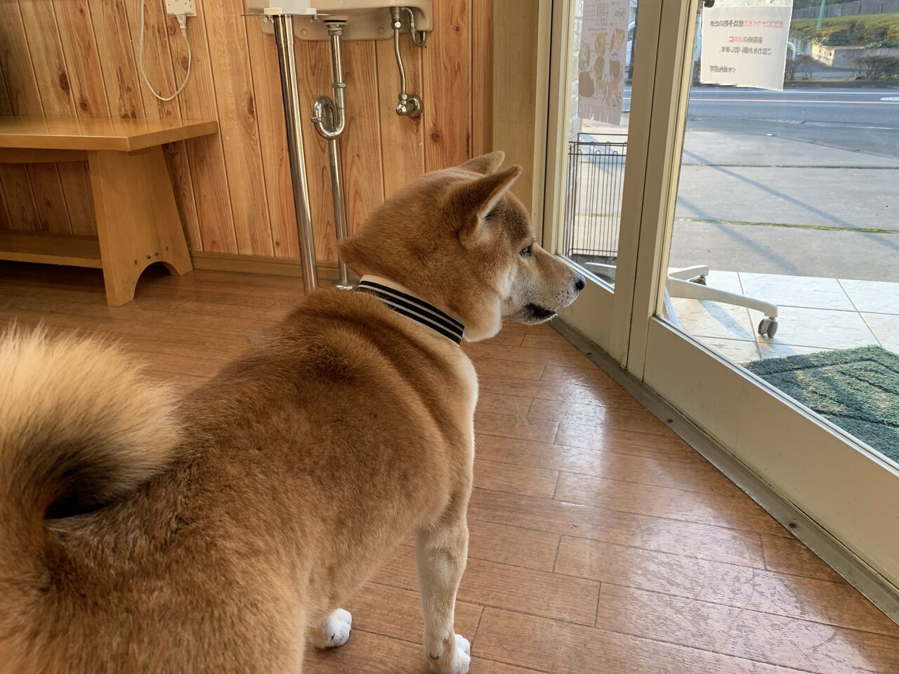 ストルバイト消えました Life With Ranran Lili