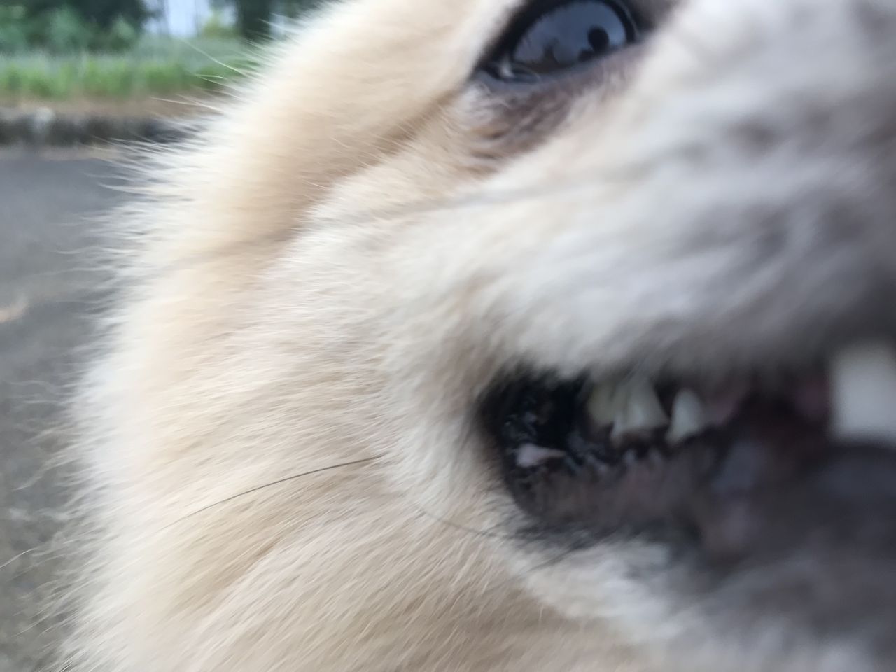 犬 肉 球 剥がれる 獣医師監修 犬の肉球 こんな時は要注意 肉球の役割や ケア方法について 犬 肉 球 剥がれる 獣医師監修 犬の肉球 こんな時は要注意 肉球の役割や ケア方法について