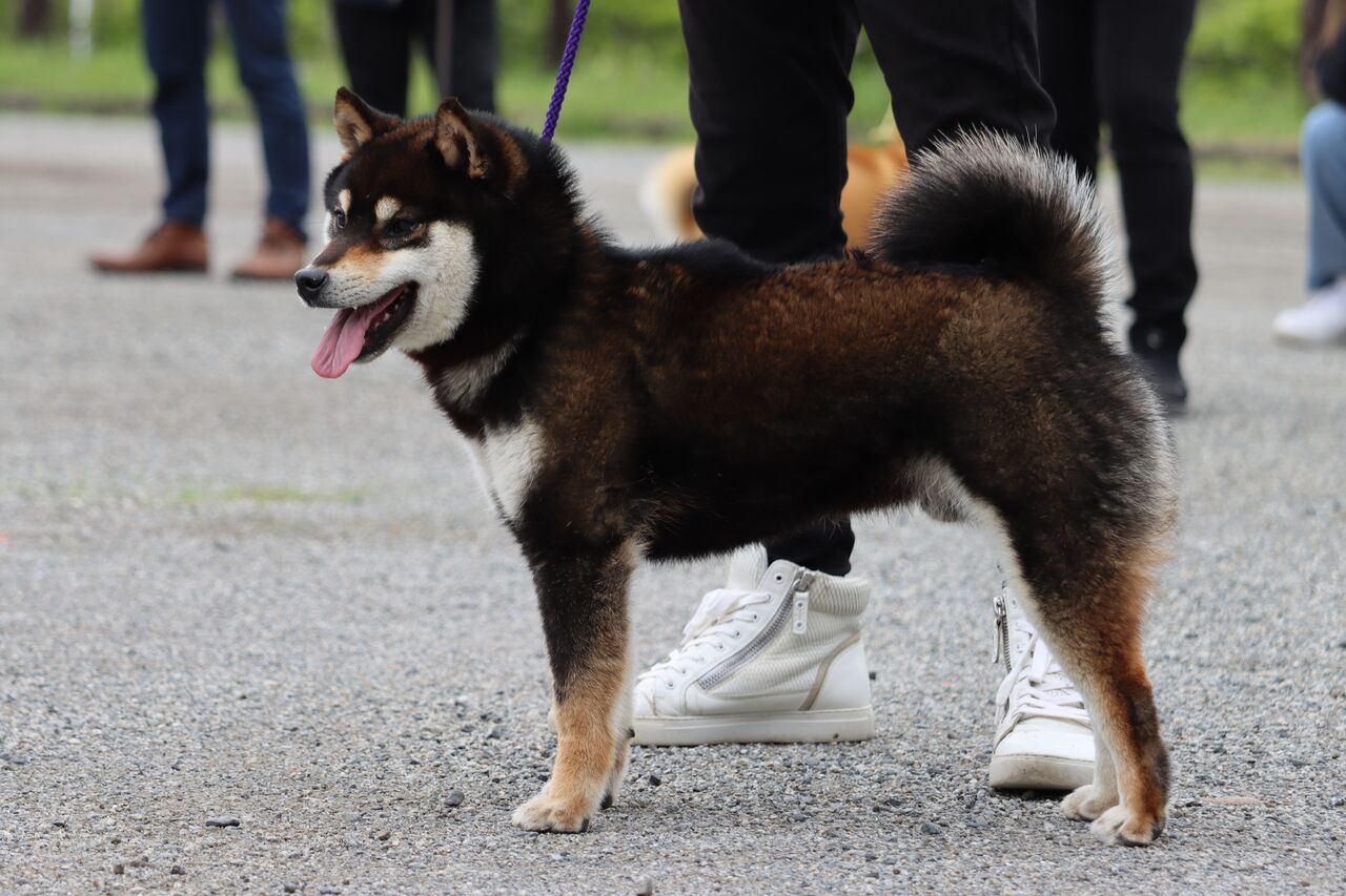 黒柴　日本画 日本犬保存会 令和4年春季展覧会 三多摩展 Vol.3 柴犬 : life