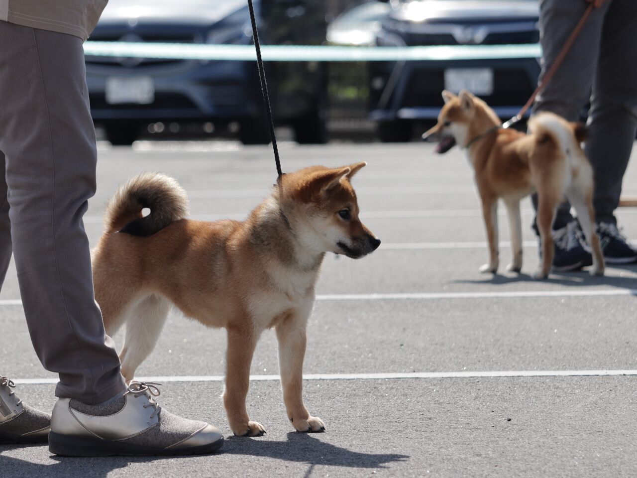 日本犬保存会展覧会 令和4年 秋季 中部連合展（山梨） Vol.6
