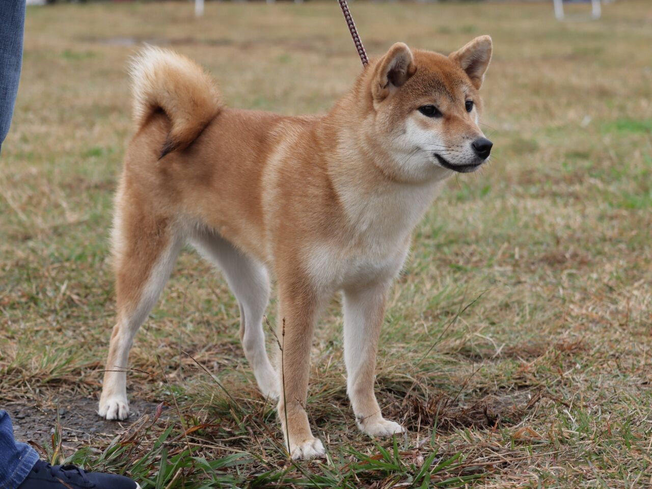 日本犬保存会展覧会 令和6年 全国展 Vol.8 小型雌① 若一・若二 : life