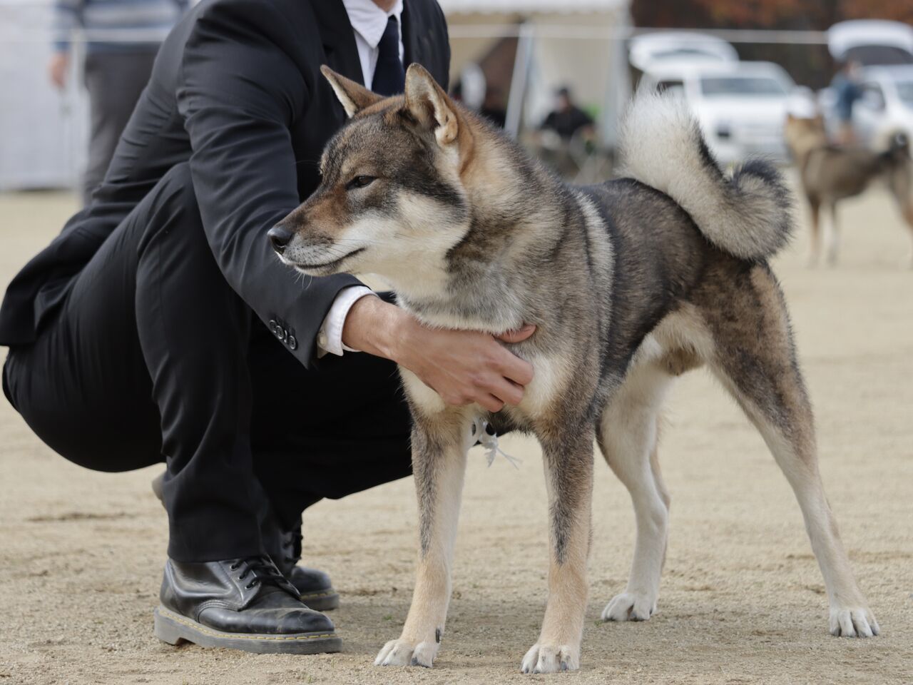 日本犬写真集 第4巻第5巻 第6巻 　日本犬保存会 全国 今回大幅値下げです。 公益社団法人 日本犬保存会 – 日本犬保存会｜柴犬・紀州犬・四国