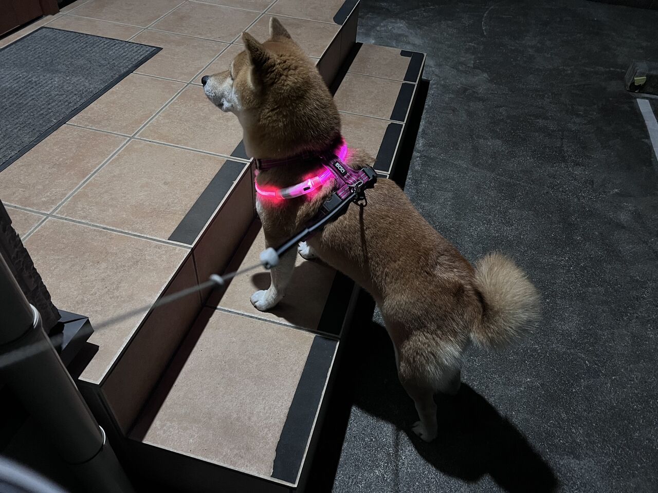 ネズミ狩り Life With Ranran Lili