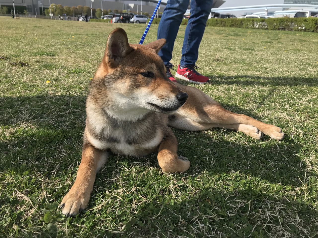 日本犬保存会 19年春季展覧会 東京展 Vol 1 場外編 Life With Ranran Lili