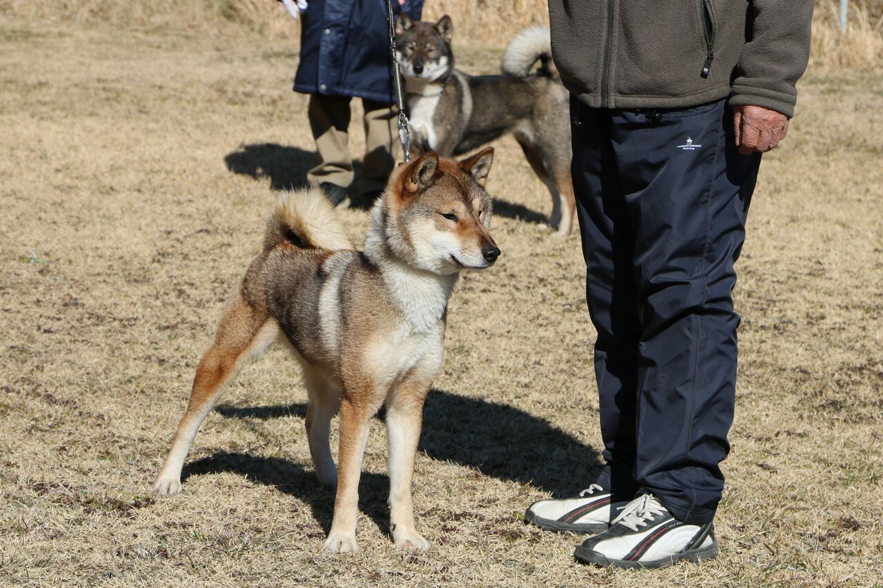 日本犬鑑賞会 逗子 Vol 2 Life With Ranran Lili