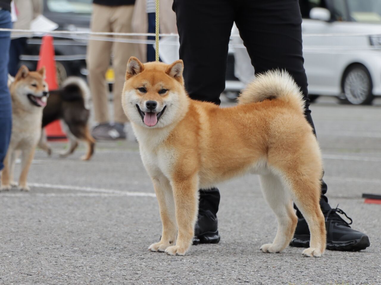 日本犬保存会展覧会 令和4年 春季 関東連合展 Vol.3 柴犬 : life with ranran & lili