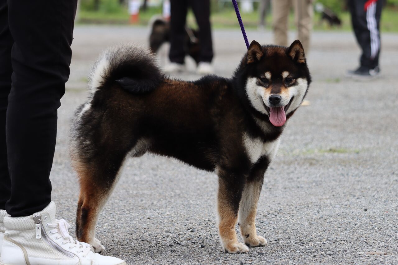 日本犬保存会 令和4年春季展覧会 三多摩展 Vol.3 柴犬 : life