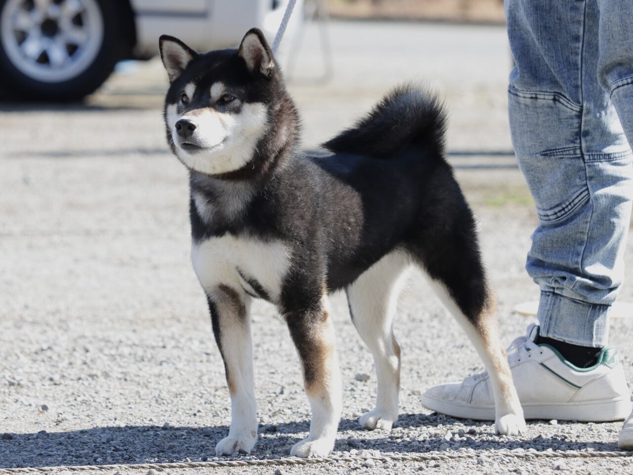 日本犬保存会展覧会 令和6年 春季 三多摩支部展 Vol.8 小型雌_壮犬