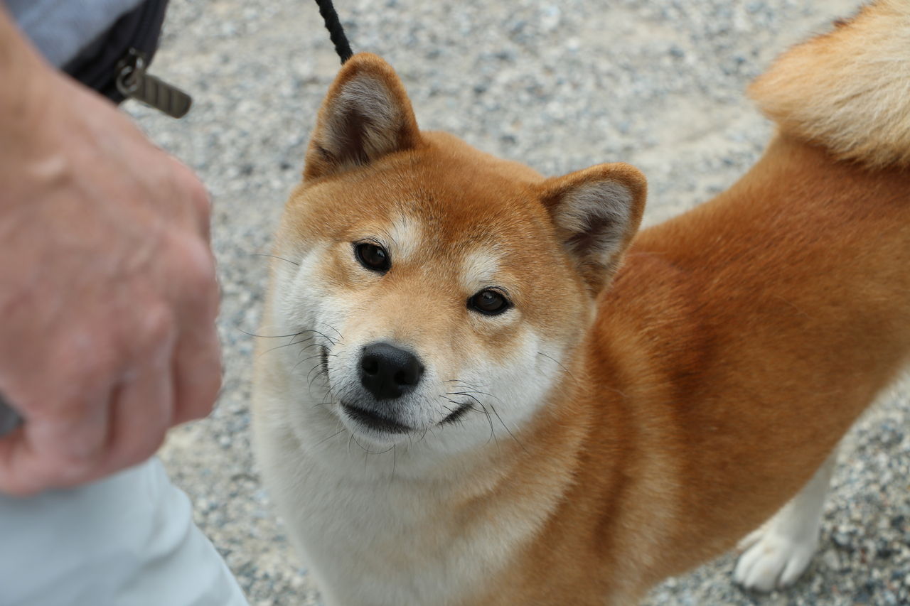 日本犬保存会 2019年春季展覧会 三多摩展 Vol 1 柴犬編 Life With