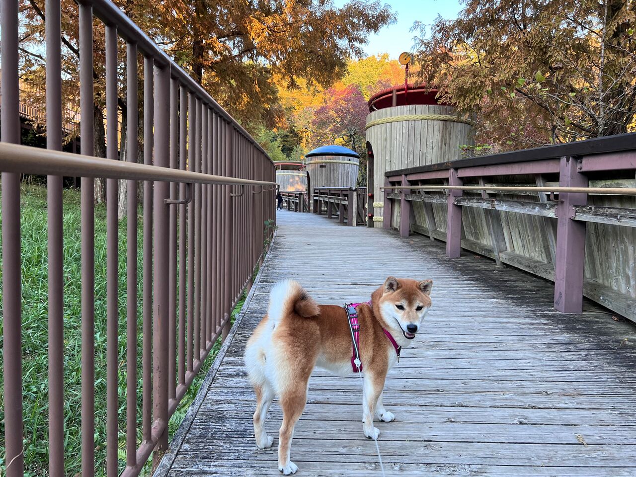 りりの里帰り21 Vol 5 モリコロパークと刈谷ハイウェイオアシス Life With Ranran Lili