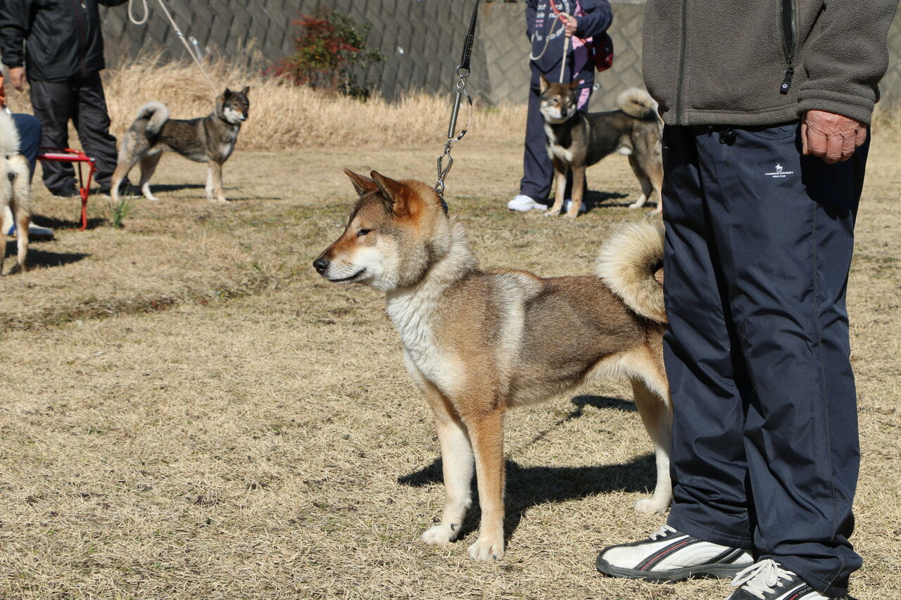 日本犬鑑賞会 逗子 Vol 2 Life With Ranran Lili