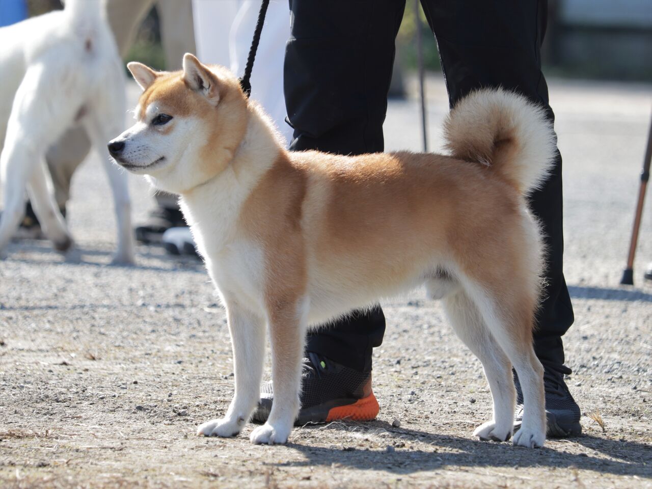 日本犬写真集 柴犬 品評会 展覧会 日本犬保存会 - 参考書