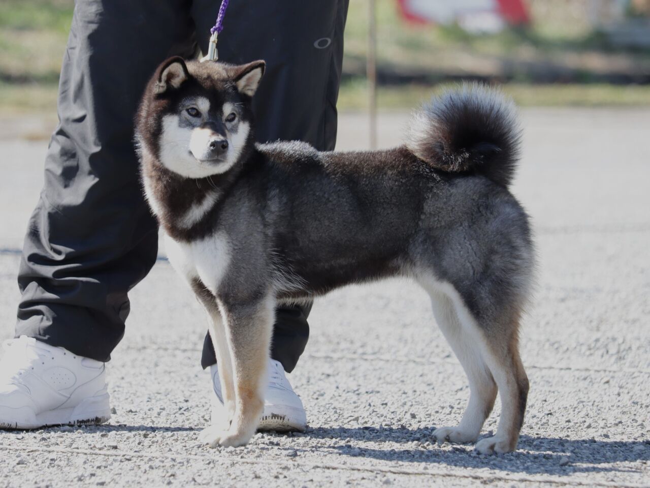 日本犬保存会展覧会 令和6年 春季 三多摩支部展 Vol.8 小型雌_壮犬