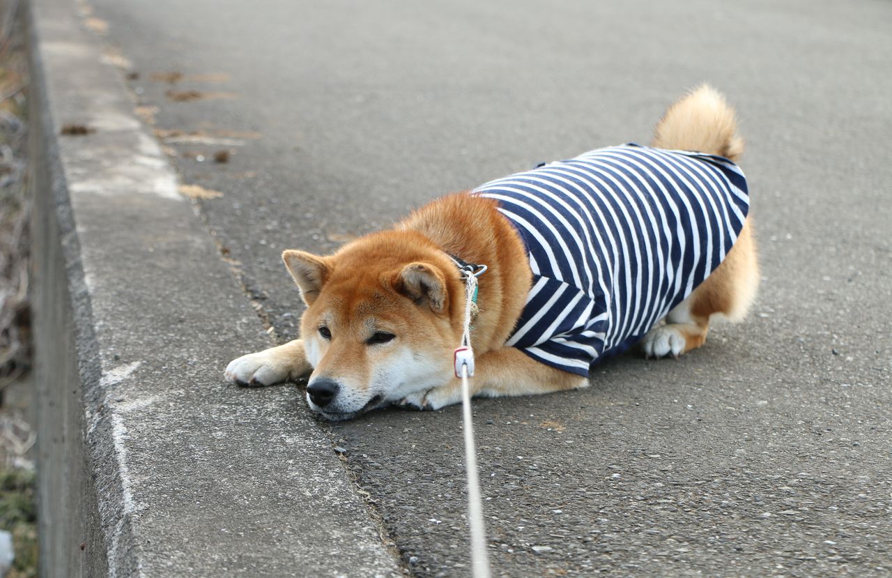 今日のお友達 Life With Ranran Lili