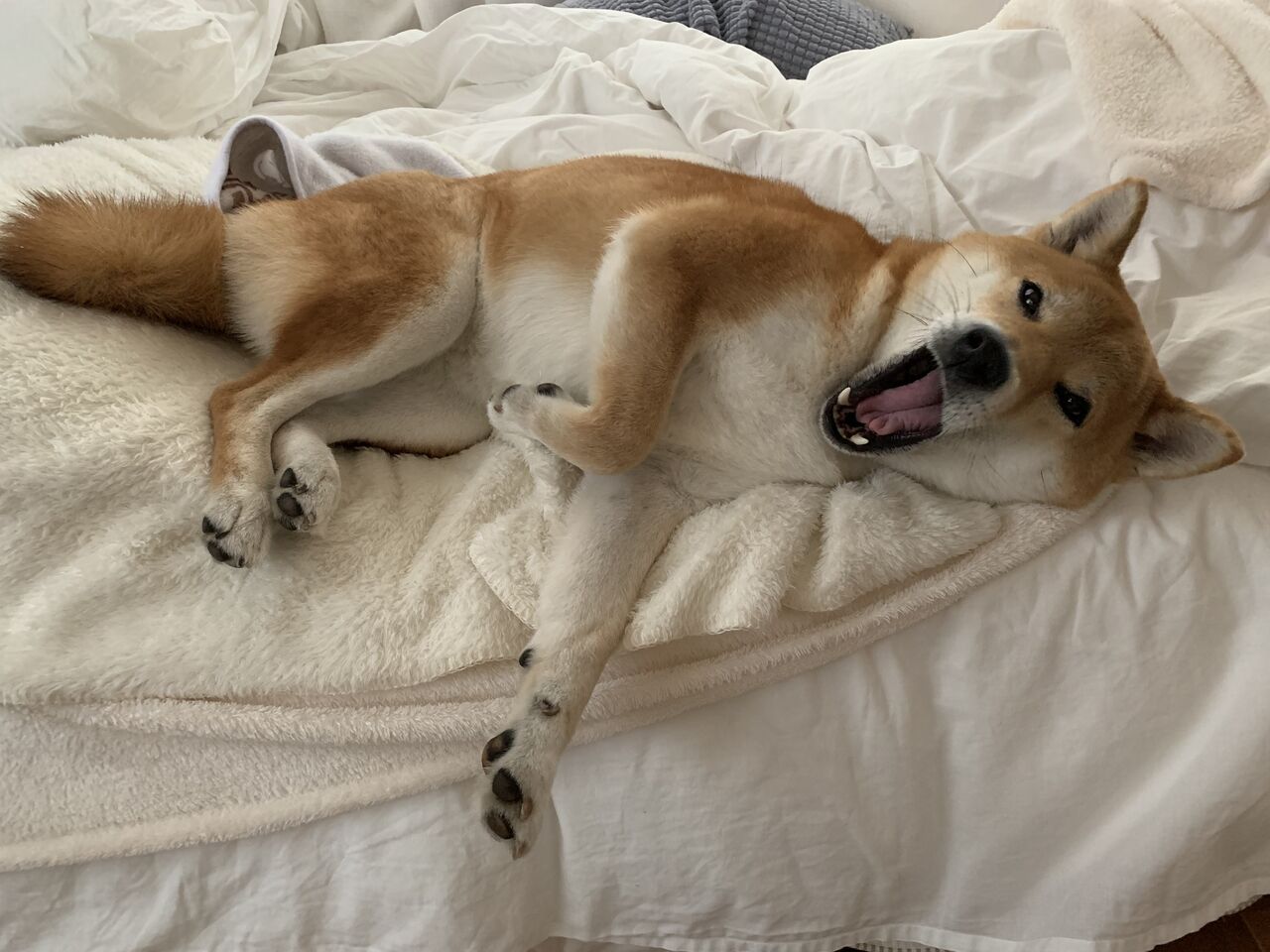 ストルバイト消えました Life With Ranran Lili