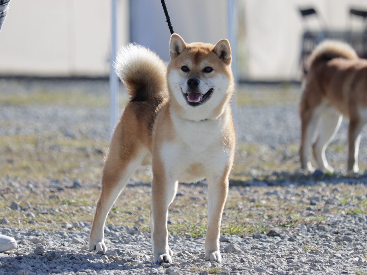 日本犬保存会展覧会 令和6年 全国展 Vol.7 小型雄② 壮犬・成犬
