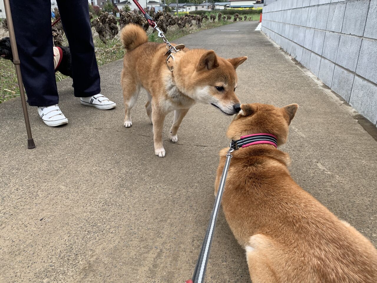 抱っこがデフォに Life With Ranran Lili