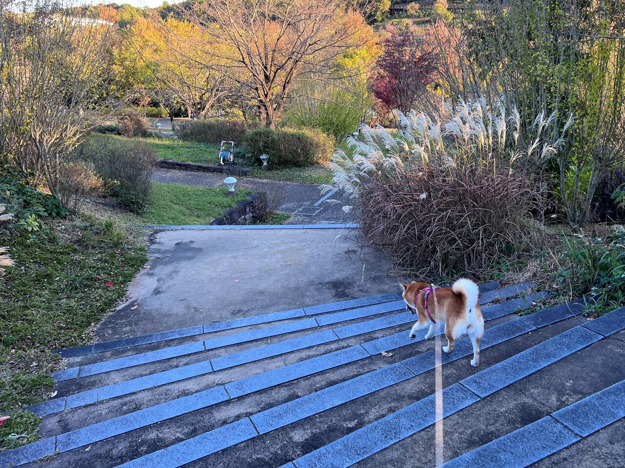 りりの里帰り21 Vol 5 モリコロパークと刈谷ハイウェイオアシス Life With Ranran Lili