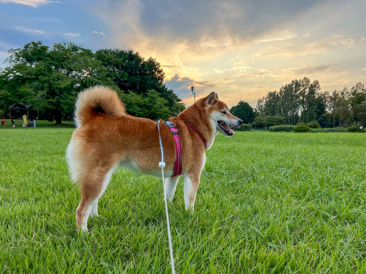 フードの質問 Life With Ranran Lili