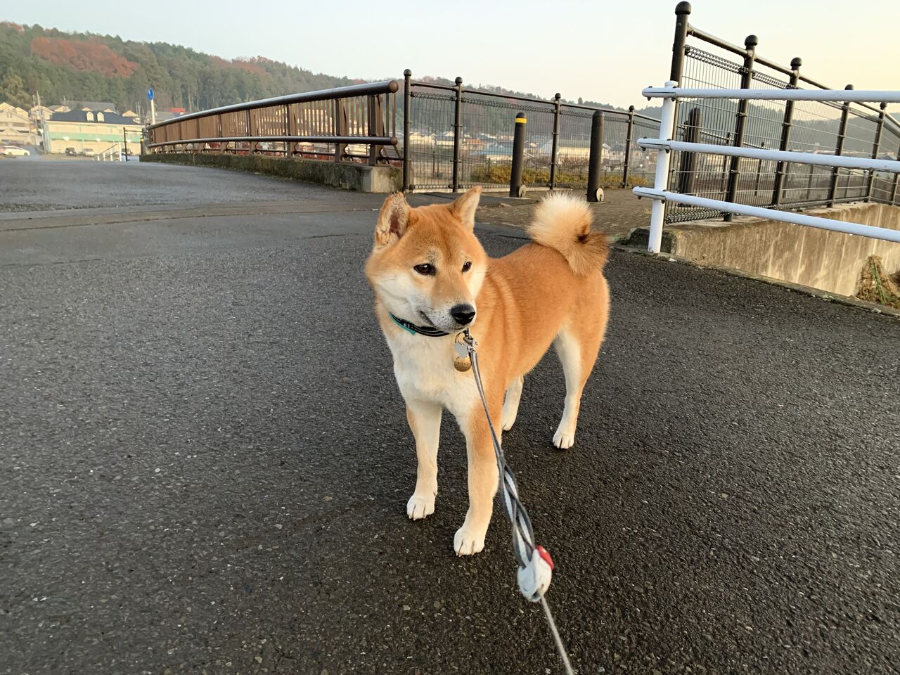 らんの鉛筆画 Life With Ranran Lili