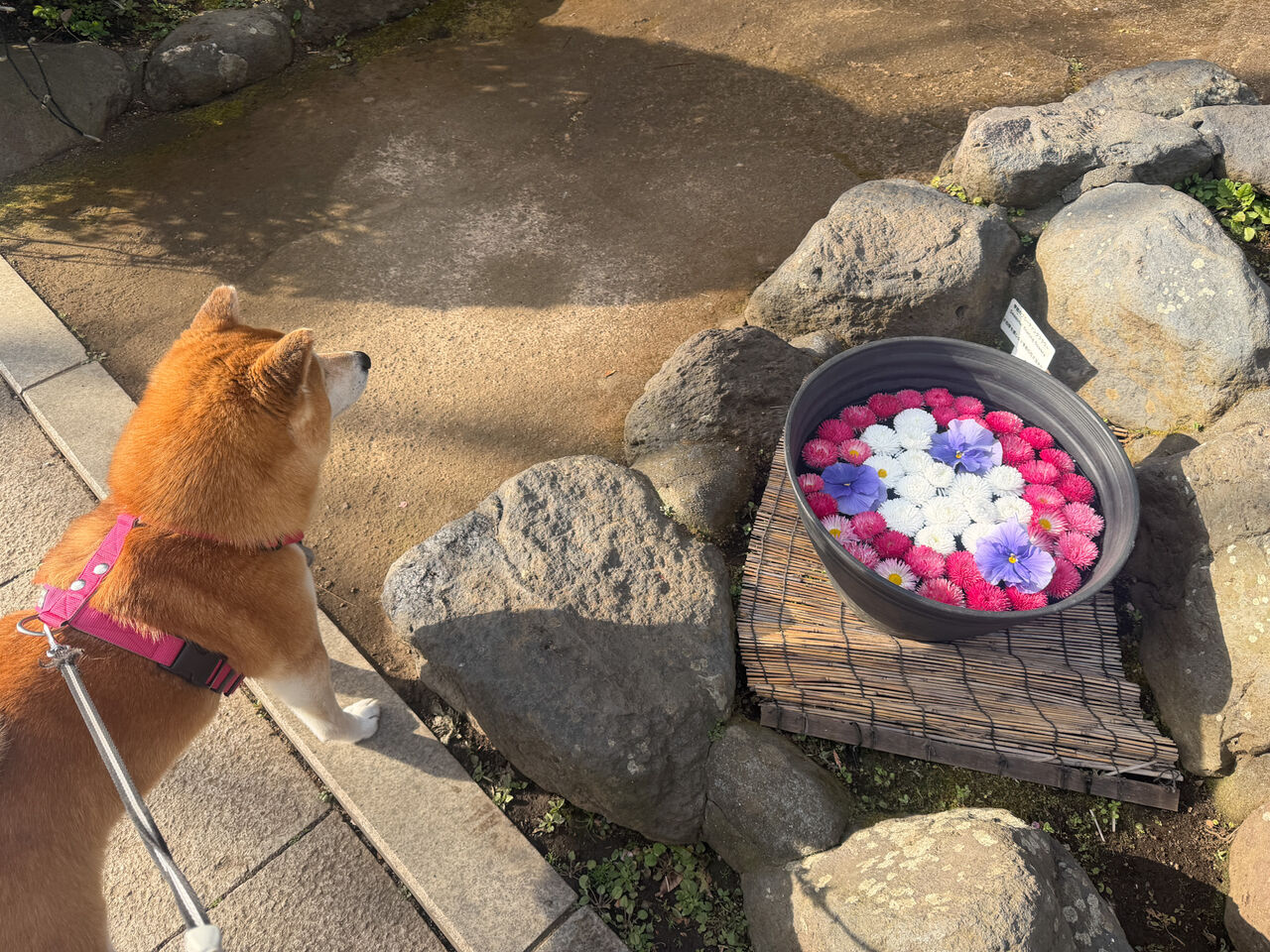 湘南散歩 Vol.1 江ノ島 : life with ranran & lili