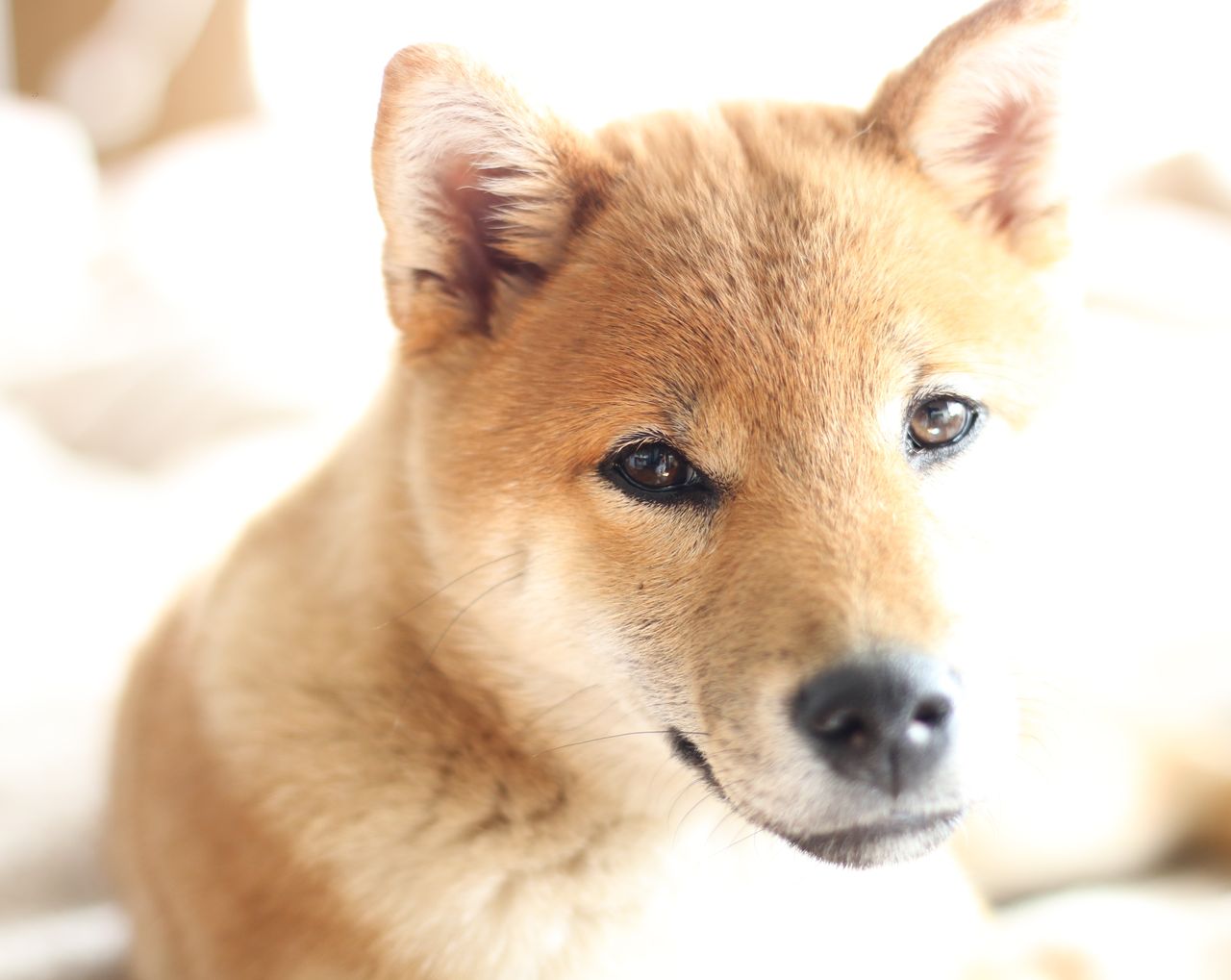 乳歯生え変わり状況 Life With Ranran Lili 乳歯生え変わり状況 Life With Ranran Lili