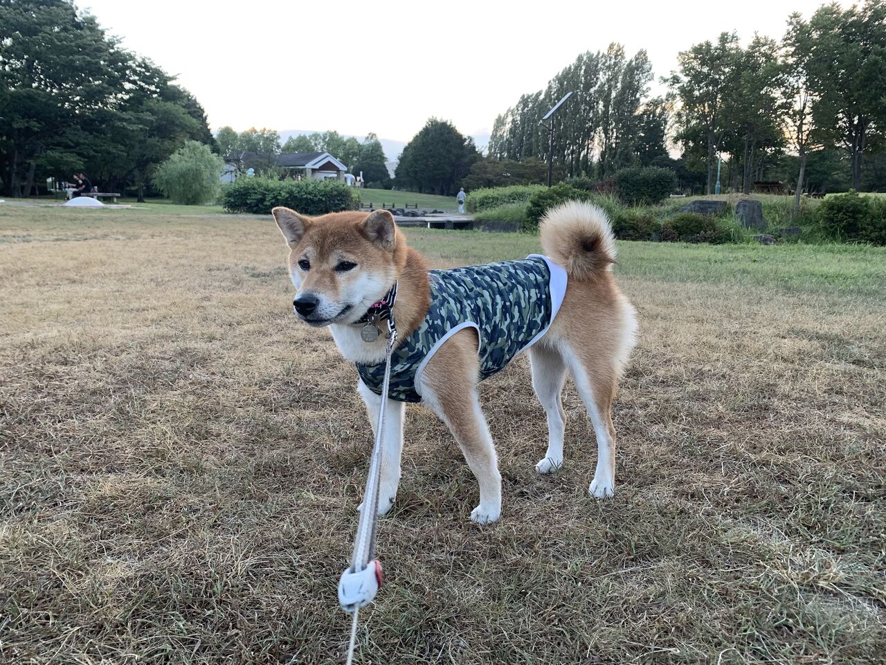 屋久島犬 屋久島犬紹介