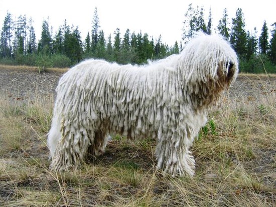 cz-komondor-5