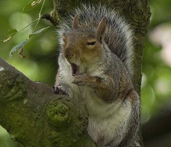 uk-squirrel_yawn_detail-610x525