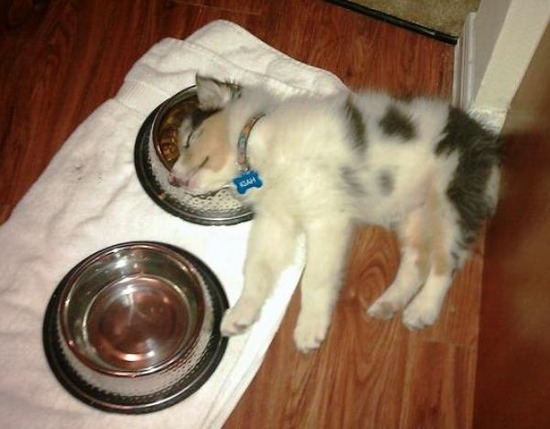 puppy-naps-in-bowl