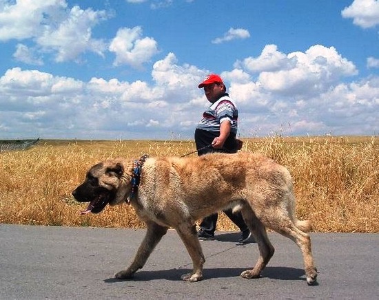 com-Kangal_Dog_2