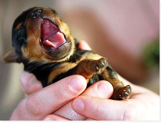 com-Yawning-Puppy-whos-a-cute-puppy-2638985-548-415-610x465