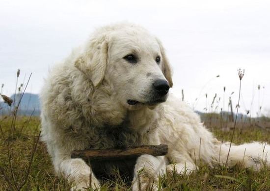 bdog-610x432